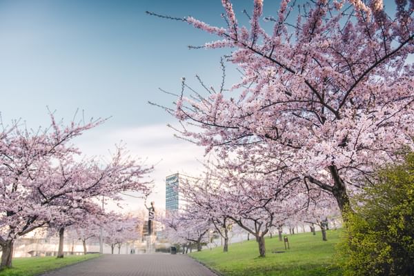 GoVilnius-Sakura-Spring-Nature-GabrielKhiterer.jpg