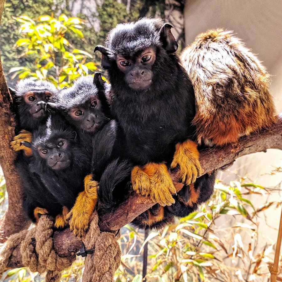 Zoologijos sodas „Zoopark”