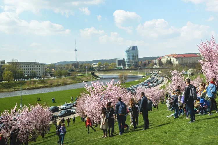 Čiunės Sugiharos sakurų sodas