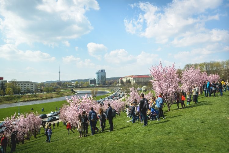 C. Sugihara Cherry Garden