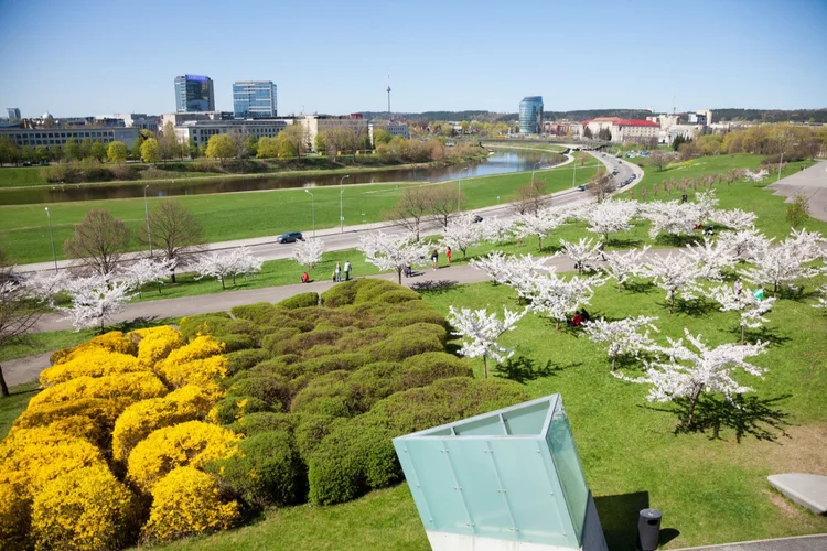 C. Sugihara Cherry Garden