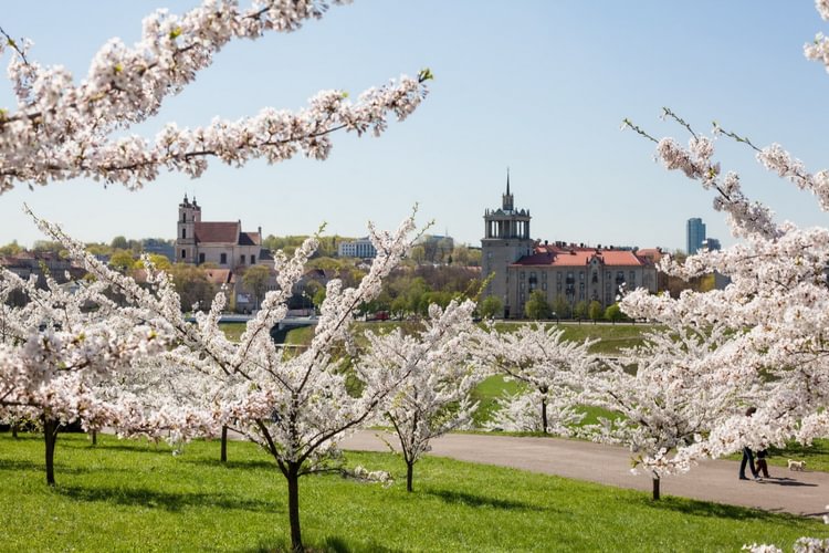 C. Sugihara Cherry Garden