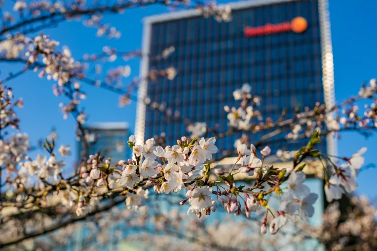 C. Sugihara Cherry Garden