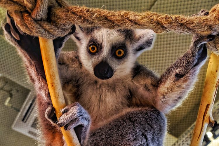 Zoologijos sodas „Zoopark”