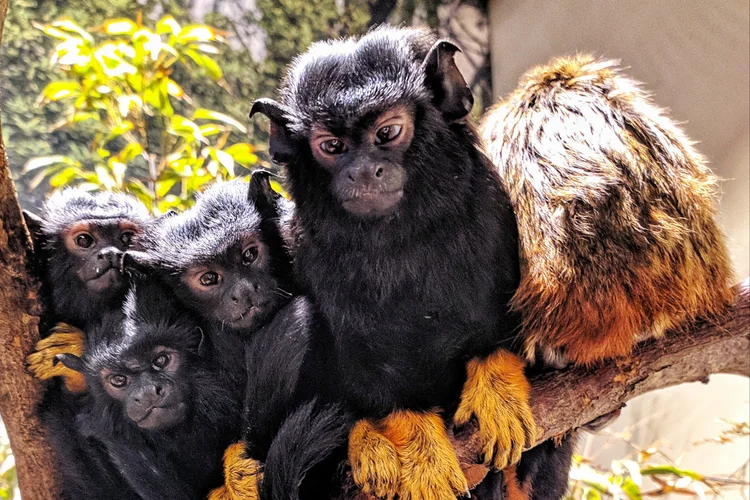 Zoologijos sodas „Zoopark”