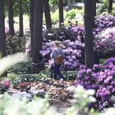 Botanical Gardens in Kairėnai