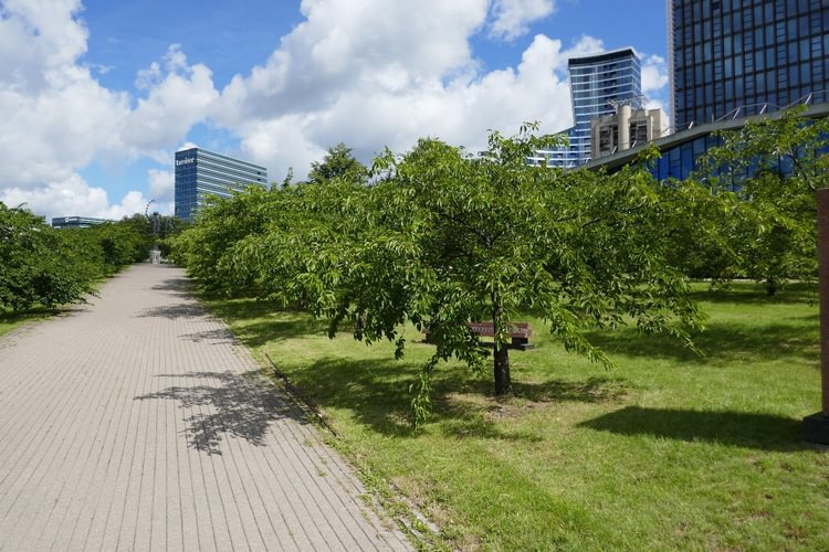 Čijunės Sugiharos alėja ir paminklas