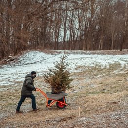 [2021] Christmas Forest from Potted Trees Pops Up in Vilnius 