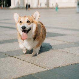 Wyścig corgi