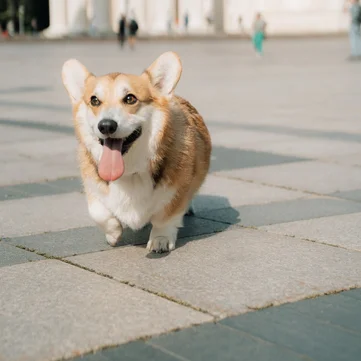 Corgi race