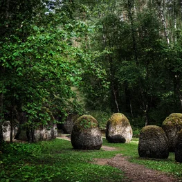 Mindful Incentives: Forest Bathing Experience