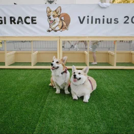 Corgi Race Vilnius 2025 – najsłodszy wyścig Europy powraca do Wilna i zagląda do Lublina