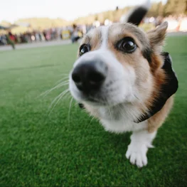 Corgi Race Vilnius 2025 Brings World's Cutest Athletes to Town