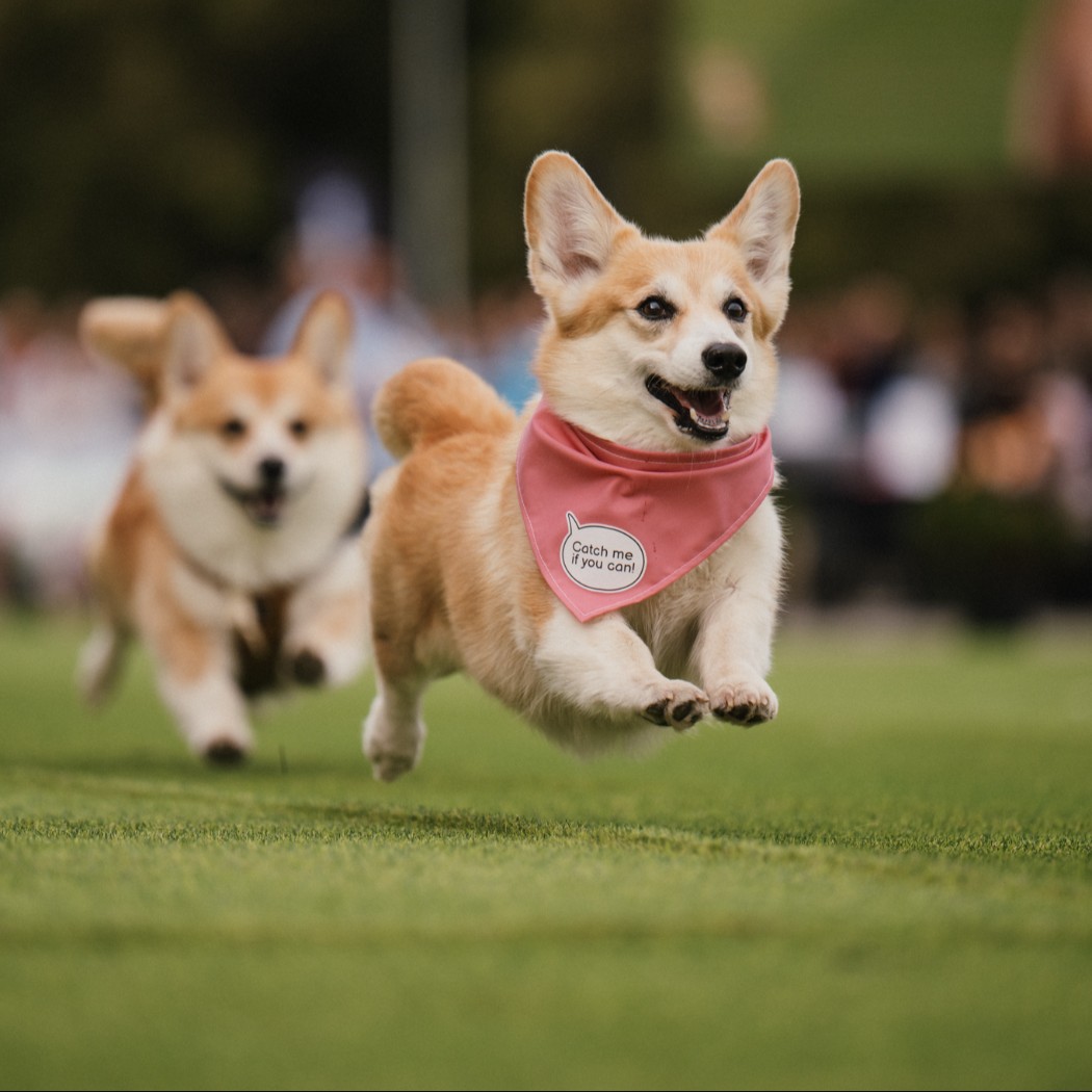 Corgi Race Vilnius 2025 – tysiące widzów oglądało najsłodszy wyścig Europy