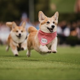 Corgi Race Vilnius 2025 – tysiące widzów oglądało najsłodszy wyścig Europy