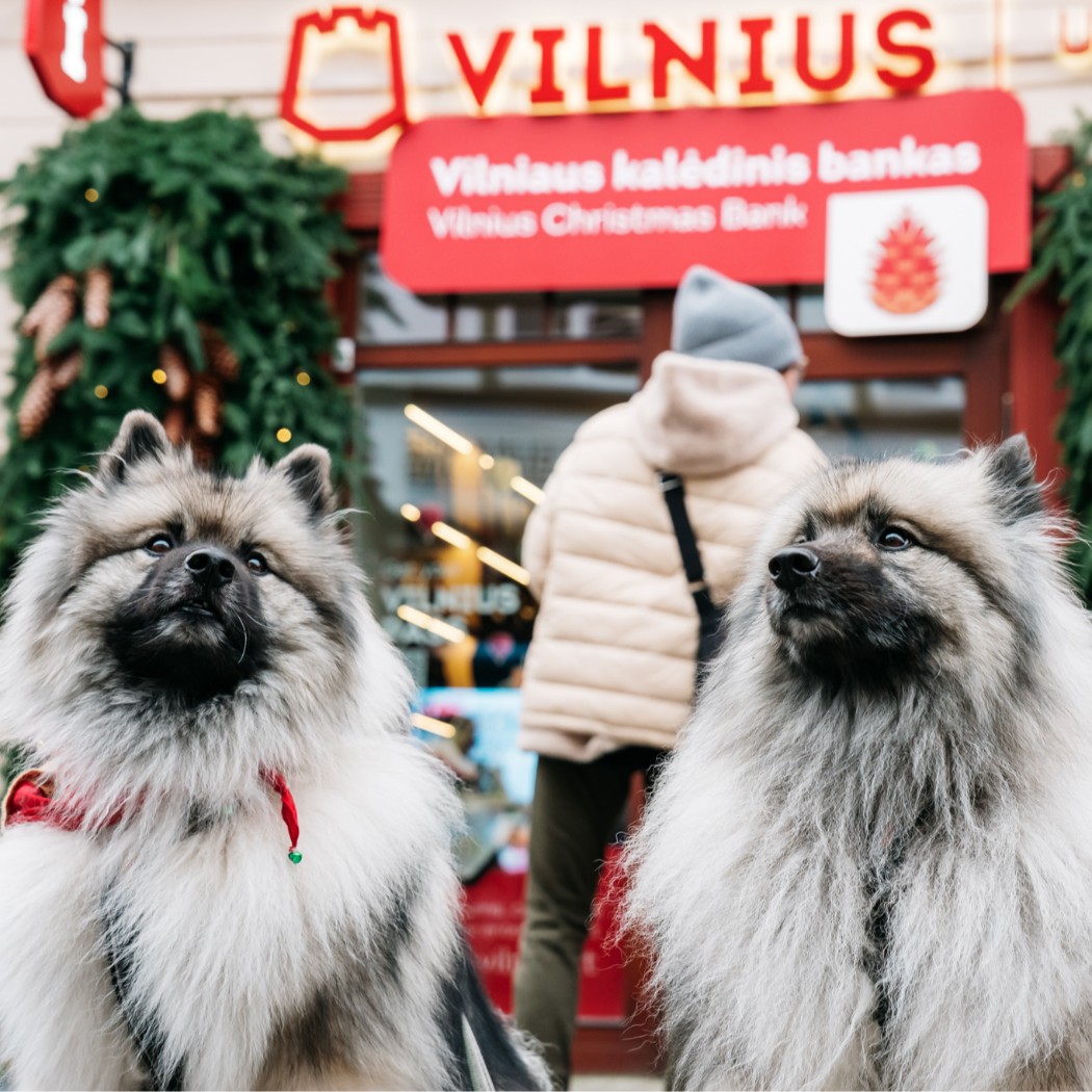 Vilnius Launches Christmas Currency, Inviting Residents and City Guests to Relive Childhood Joy