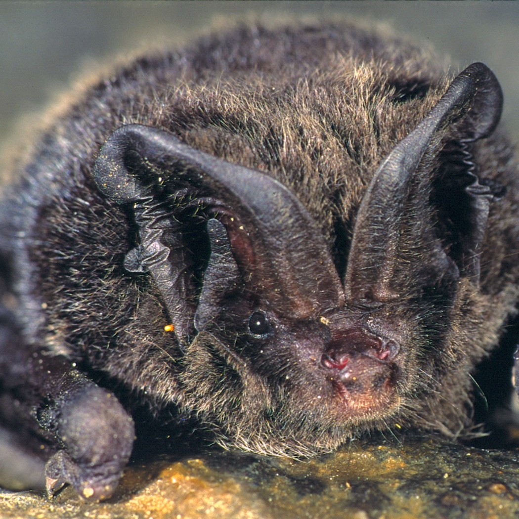 From Spawning Salmon to Rare Bats: Why Nature Lovers are Heading to Vilnius